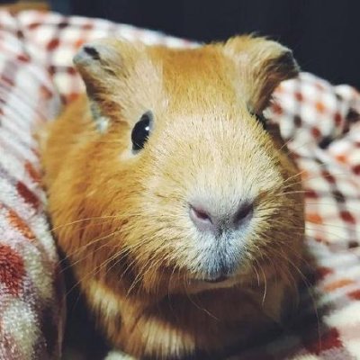 IT系のライター・編集者とソフトウェアエンジニアを兼業するパラレルワーカー。コードを書いたり、エンジニア向けコンテンツを作ったり、企業の技術広報活動のお手伝いをしたりしています。Rubyとモルモットとマジック:ザ・ギャザリングが好きです。