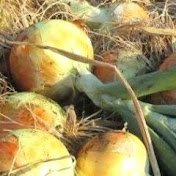 野菜の育て方.com公式アカウント。家庭菜園は15年以上。農家で2年研修→農場長→農場責任者 #家庭菜園 #プランター菜園 #農業【YouTube】https://t.co/xeEUbYTnGT