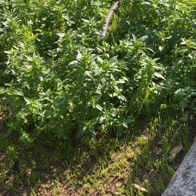 cluber02's profile picture. 