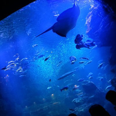 空、星、花、水族館が好きな学生です。