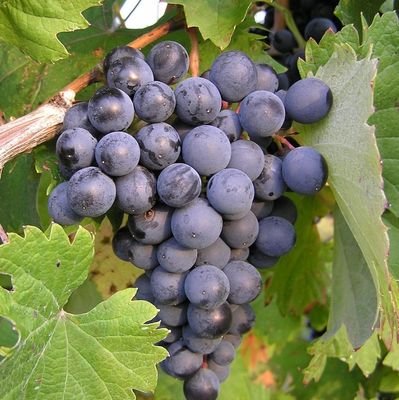 AlterEgo48548's profile picture. He vingut a vendre el meu llibre