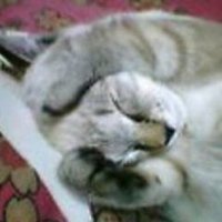 ゆりしず(ulysses) (@ulysses_bro) 's Twitter Profile
