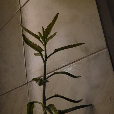 ohtopico's profile picture. Mestranda em Ciência da Computação na UFSM