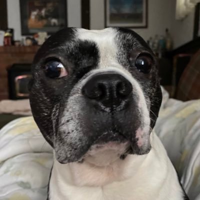 rmmurdoch's profile picture. Piper, proud Scarberian born and bred and good beer enthusiast