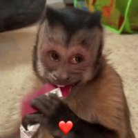 Luizinha (@lu_genesioo) 's Twitter Profile