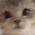 Smol Catto 😽 (@hasancatto) Twitter profile photo Smol Catto 😽 (@hasancatto) Twitter profile photo