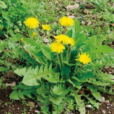 SACHI440864431's profile picture. シングルマザーです。親権無し、監護権のみ。別居親期間を5年以上経て、今は同居してます。子ども(16才以上)の意思で面会交流してません。