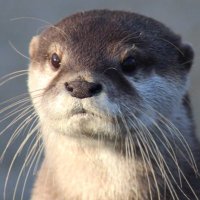 Otter Mainia(@alfred131) 's Twitter Profile Photo