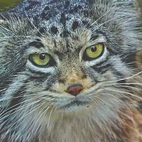 Wildcat(@ARealWildCat) 's Twitter Profileg