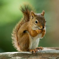 The Squirrel Lovers (@squirrel_s2024) 's Twitter Profile