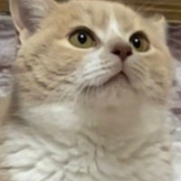 ｡粉末丸komatumaru (@hb9rv09gwu9vsta) 's Twitter Profile