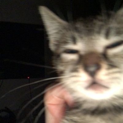 kucingmerem_'s profile picture. 