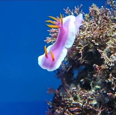 tya0528's profile picture. 人生はオタク