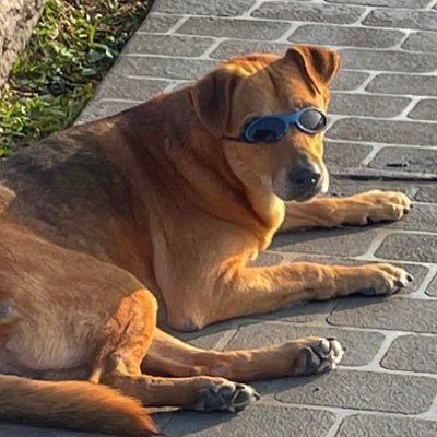 kcy5jwmy's profile picture. A member of the Boston Celtics I came because of the KG trade I stayed because of Rondo #differenthere #xbox #xboxseriess