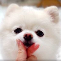 たっと (@taiga2918) 's Twitter Profile