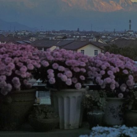 mei631961476370's profile picture. 不是什么高雅人士，随时可以对线。纯流氓。就是不太喜欢汉奸而已