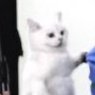 กอกอさんのプロフィール画像