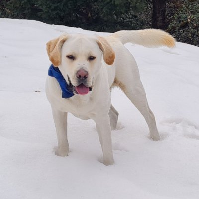 Hi, I am Laddu very Cute, dashing and Naughty Labrador.
I am fond of Eating and I also like to Play a lot with my mom n dad.