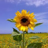 Davwud's profile picture. The Media sells stories.
Not, information.

https://t.co/NYkQyaAbT2