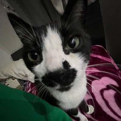 halafrogg's profile picture. 626