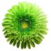 PartitVerd_Oficial (@oficial_pverd) Twitter profile photo PartitVerd_Oficial (@oficial_pverd) Twitter profile photo