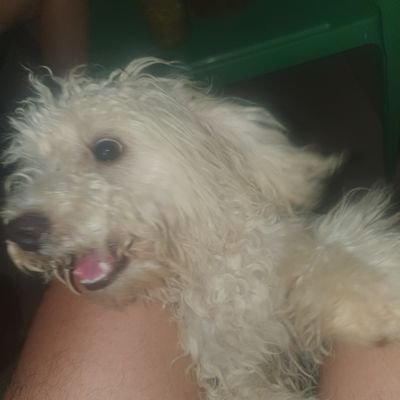 Maxiperello's profile picture. 