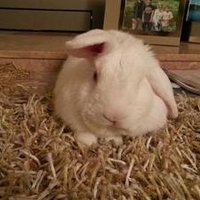 Cecil Beier (@cecil_beie4192) 's Twitter Profile