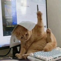 cats, i love cats(@catsilcats) 's Twitter Profile Photo