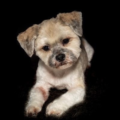 Award winning Photographer Based in West Lothian, Appeared in Practical photography Jul 2020 love playing golf . Owner of a Lhasa Apso called Banksy .