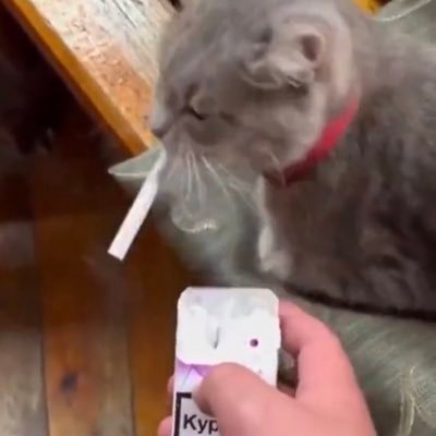 _pl0p's profile picture. having my damn piece/peace