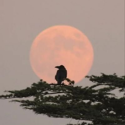 kai🐦‍⬛(超低浮上中)さんのプロフィール画像