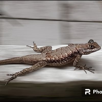 0xf0xa's profile picture. vai vendo...