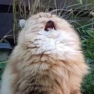Feeling like an old fuck. 30+ Nerd.
Here for art, memes, mostly NSFW.
I adore cats & whiskey.
No art is my own (so far) but will try to find sources if asked.