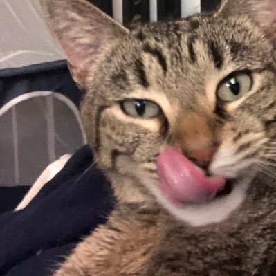 grays_oaktomato's profile picture. one cuddly dude