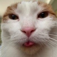 Leone Hauck (@leonehauck41855) 's Twitter Profile