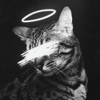 JustCats(@JustCatsWear) 's Twitter Profile Photo