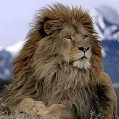 abwshahen1's profile picture. الاقناع هو افضل وسيلة للوصول