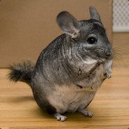 Chinchilla (@chinchillaisgod) 's Twitter Profile Photo Chinchilla (@chinchillaisgod) 's Twitter Profile Photo