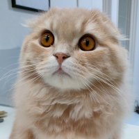 もふもふノエルちゃんねる (@ui91bfwkla51609) 's Twitter Profile