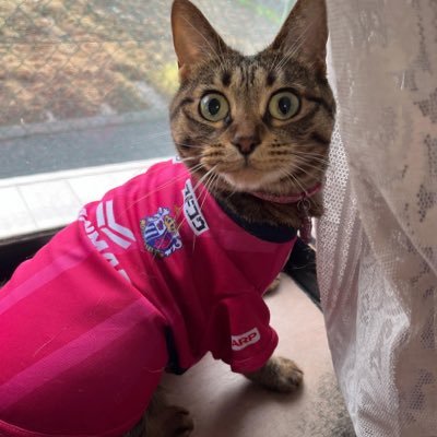 猫とセレッソ大阪🌸をこよなく愛する。野球、鉄道、飛行機も好き。旦那がお隣サポ、音楽関係は@chikotatsu_no2 無言フォローすみません🙏 #セレサポさんと繋がりたい 現在は渡邉りょうに沼落ち中💕#俺たちの為田 こと為田大貴推し🩷永遠の理想は酒本憲幸、マティヨニッチ💓孫は阪田澪哉🩷甥は古山兼悟🩷