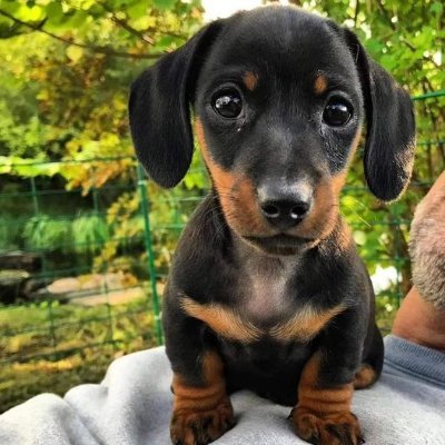 🐕Welcome to👉@lovedachshund
💖We share daily #dachshund contents.
🐾Follow us if you really love dachshund. 
Visit our store👇
