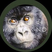 El Guru !! (@gus_bs) 's Twitter Profile