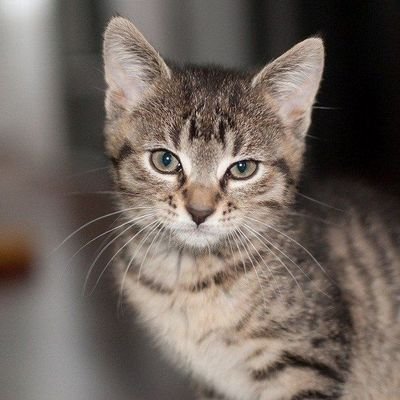 abangkilau's profile picture. 