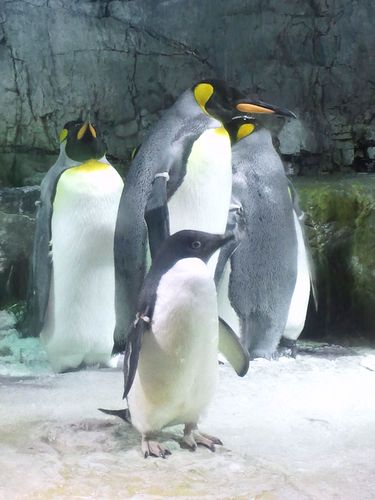 自然大好き!!お花大好き!!動物大好き!!遠出したいっ!!