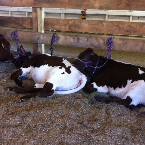 paradispinz's profile picture. 