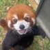 fighting red panda (@brokebagmaker) Twitter profile photo
