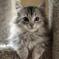Flossie Miller (@flossie_mi8906) 's Twitter Profile