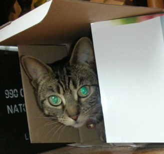 DoraSpoiledCat's profile picture. Hi, I'm Dora. I was adopted in 2008 and am now the proud owner of two humans - anna & pat. You can follow mum @annalambe.  I am spoiled, but very loved *miaow*