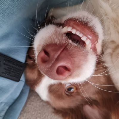 Krteczekadin's profile picture. 