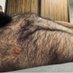 hairycub91 (@hairycub91) Twitter profile photo hairycub91 (@hairycub91) Twitter profile photo